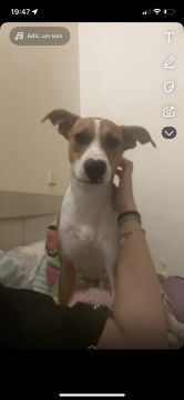 Hotel para Cães