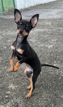 Hospedaje de perros