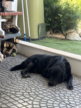 Hotel para Cães