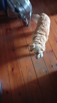 Hotel para Cães