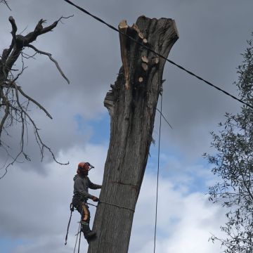 Cláudio Rato - Nazaré - Élagage et entretien des arbres