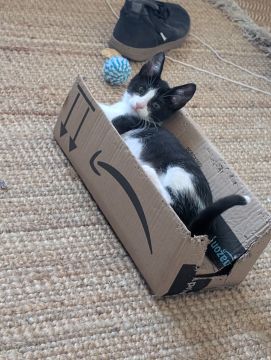 Hotel para Gatos