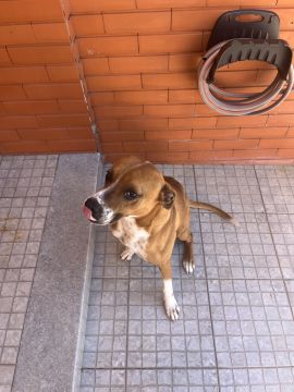 Hotel para Cães