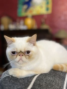 Hotel for Cats