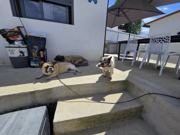 Hotel para Cães