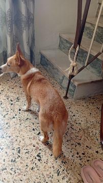 Hotel para Cães