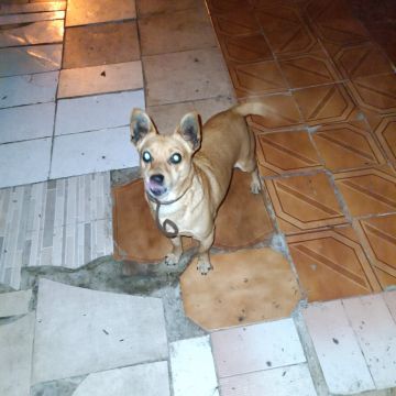 Hotel para Cães