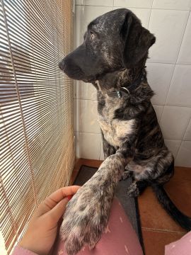Hospedaje de perros
