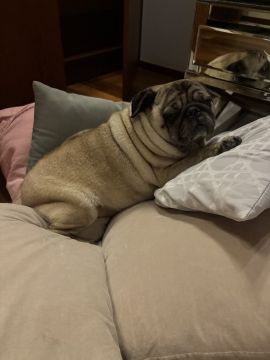 Hotel para Cães