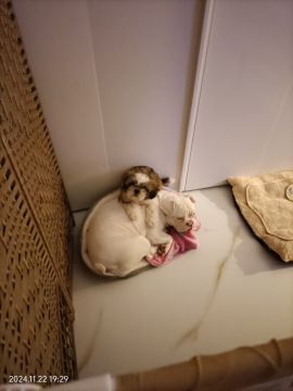 Hotel para Cães