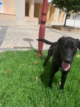 Hotel para Cães