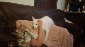 Hotel para Cães