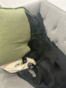 Hundepension - Haustierbetreuung und Tierpension