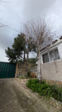 Tree Trimming and Maintenance