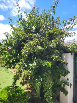 Serviço de Jardinagem - Casa