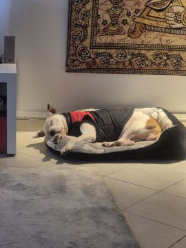 Hotel para Cães
