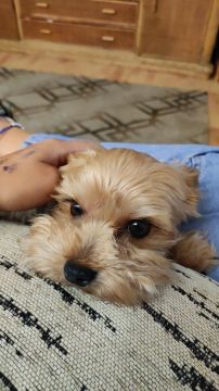 Hotel para Cães