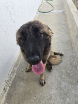 Hotel para Cães