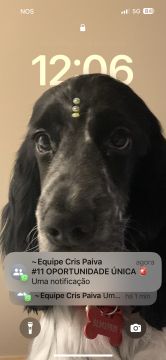 Dog Hotel