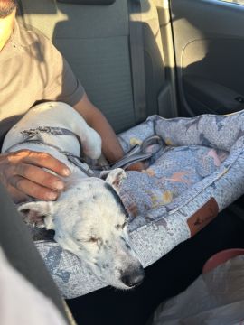 Hotel para Cães