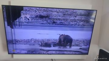Reparador de TV