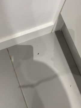 Desinfestação e Desbaratização - Casa
