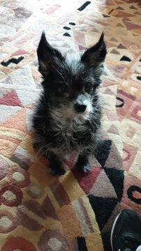 Hotel para Cães