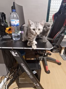 Hotel para Gatos