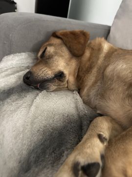 Hotel para Cães