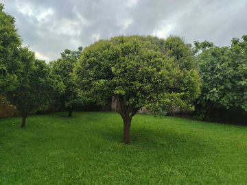 Tree Trimmer - Home Improvements