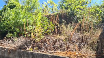 Jardinagem - Jardinagem e Relvados
