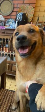 Hotel para Cães