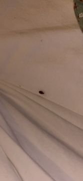 Exterminador de Percevejos