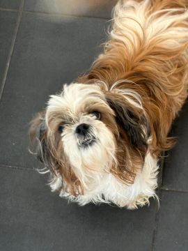 Hotel para Cães