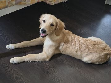 Hospedaje de perros - Mascotas