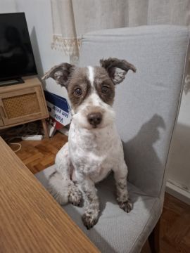 Hotel para Cães