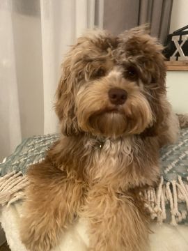 Hotel para Cães
