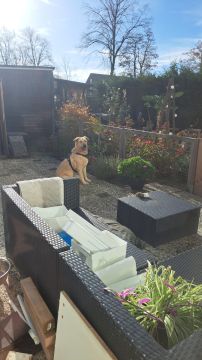 Hotel para Cães
