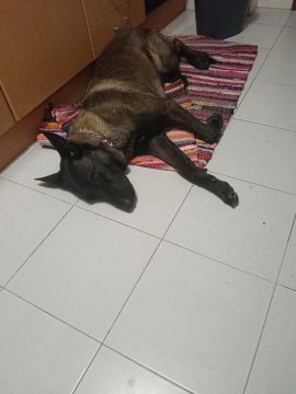 Hotel para Cães