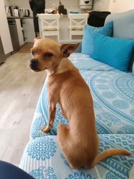 Hundepfleger