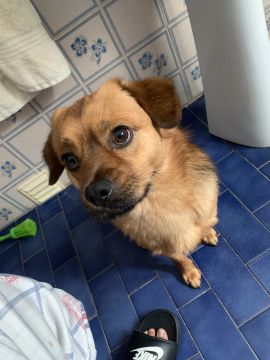 Dog Hotel
