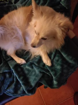 Dog Hotel