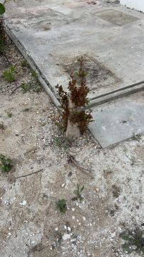 Poda e Manutenção de Árvores - Jardinagem e Relvados