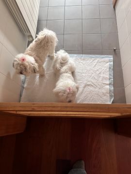 Hotel para Cães