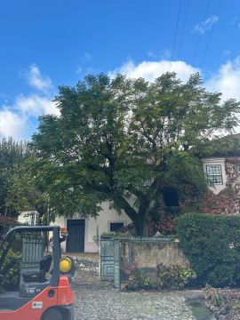 Tree Trimming and Maintenance