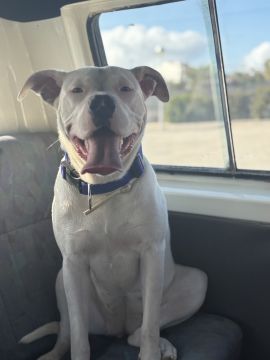 Hotel para Cães