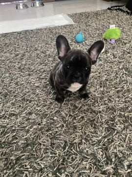 Creche para Cães