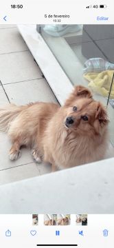 Hospedaje de perros