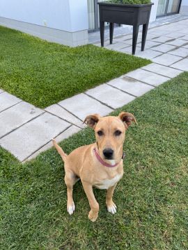Hotel para Cães