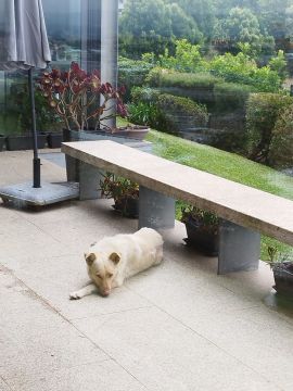 Dog Hotel